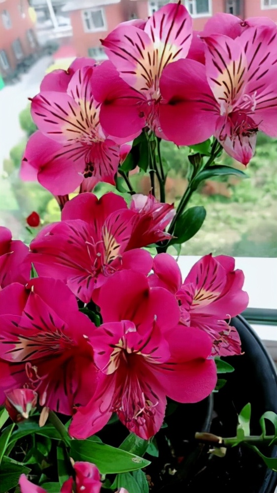 百种鲜花图片欣赏,十种最美丽的鲜花