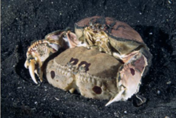 无穷小亮的科普日常海洋生物,无穷小亮的科普日常美丽的海洋25