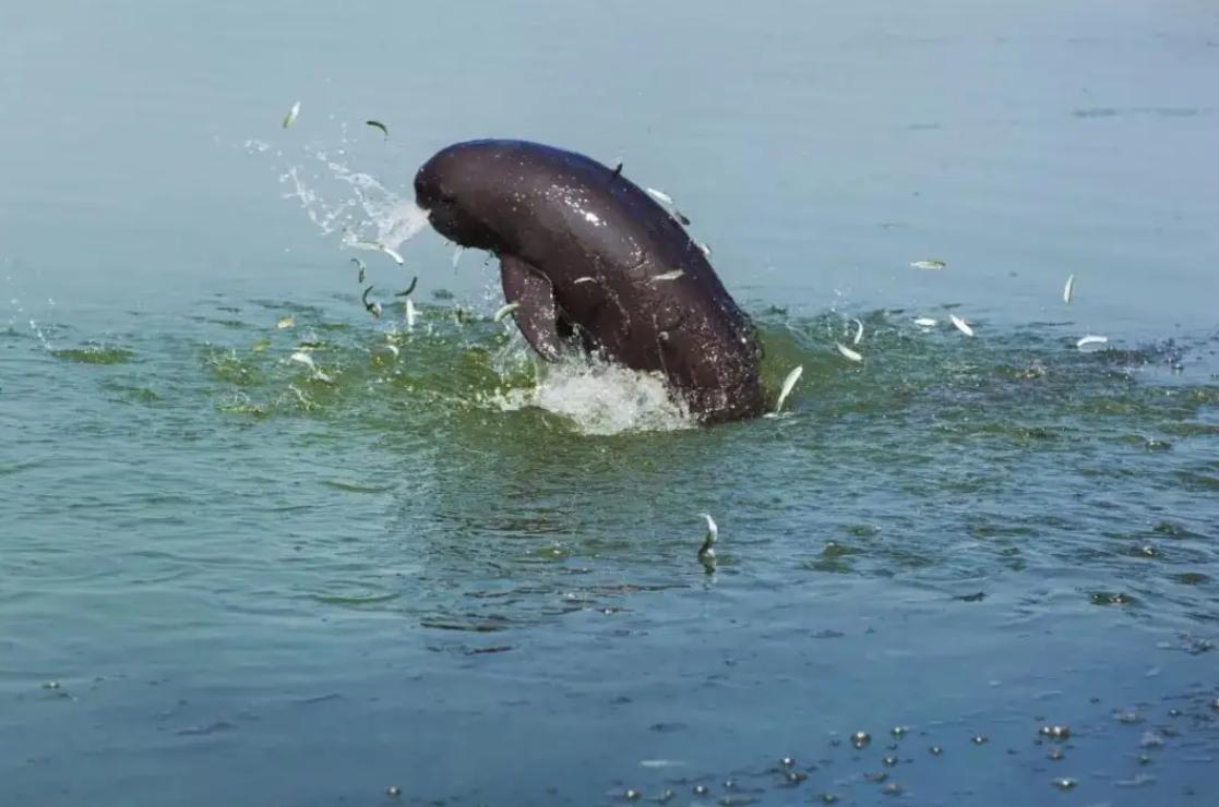 长江禁捕了哪里的刀鱼可以吃,长江禁捕哪来的刀鱼