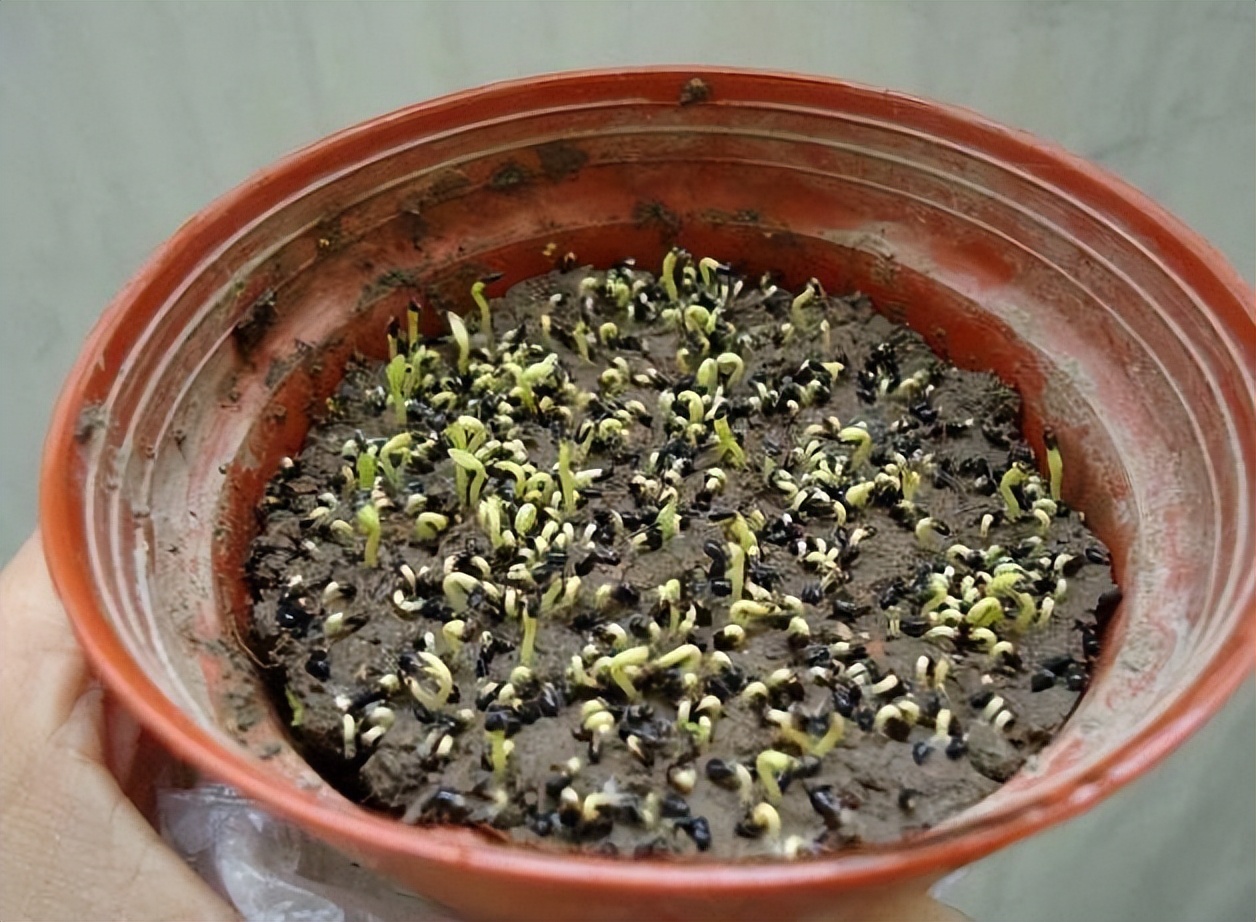 花盆里种植火龙果方法,火龙果种子养花