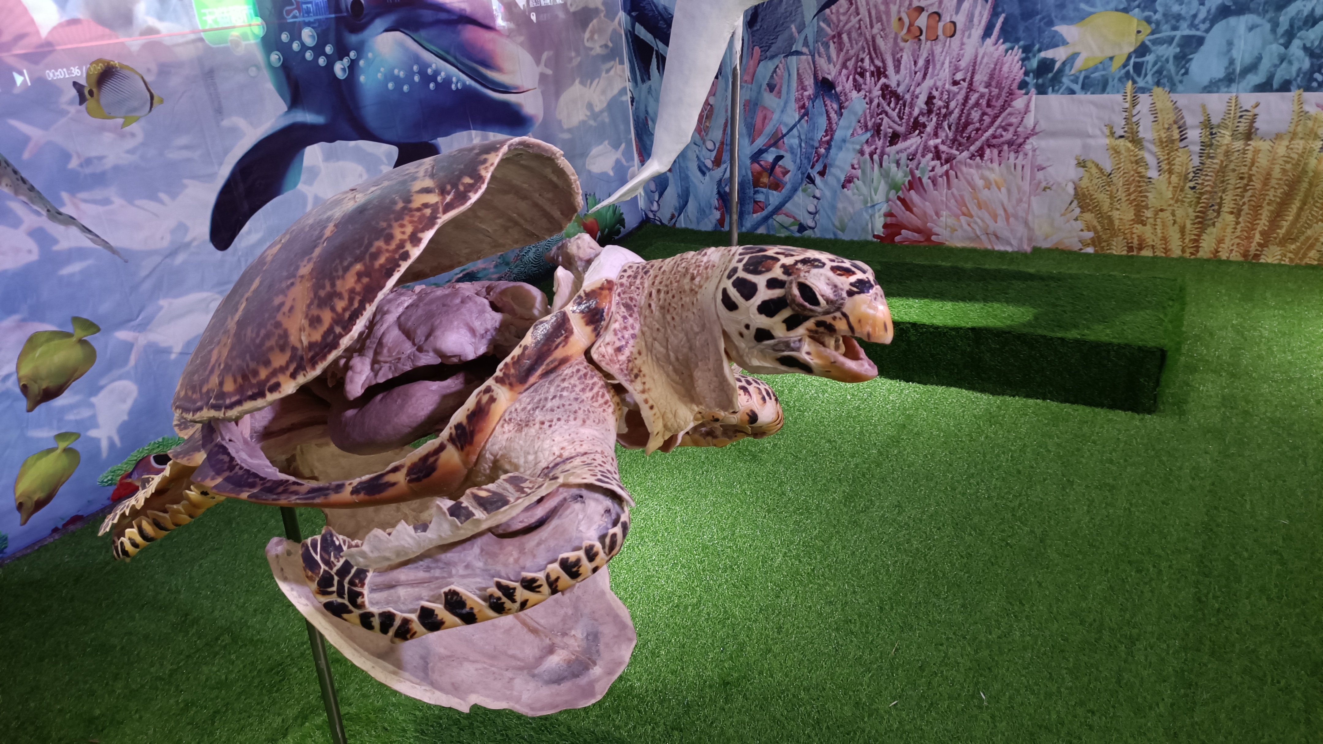 郑州春天去哪里旅游,郑州周边适合春天去的地方