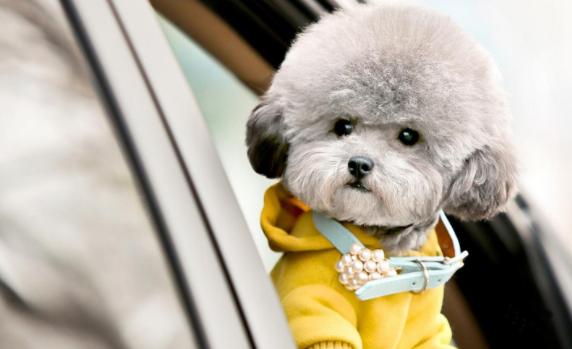 这些饲养泰迪小知识你清楚了吗,新手养泰迪需要注意什么