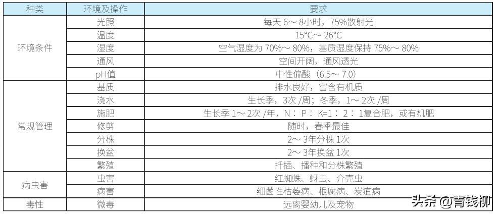 帝王花适合什么地方养,帝王花的盆栽养殖技巧