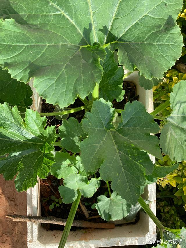 家中好养活的绿色植物,绿色植物给人带来生机勃勃