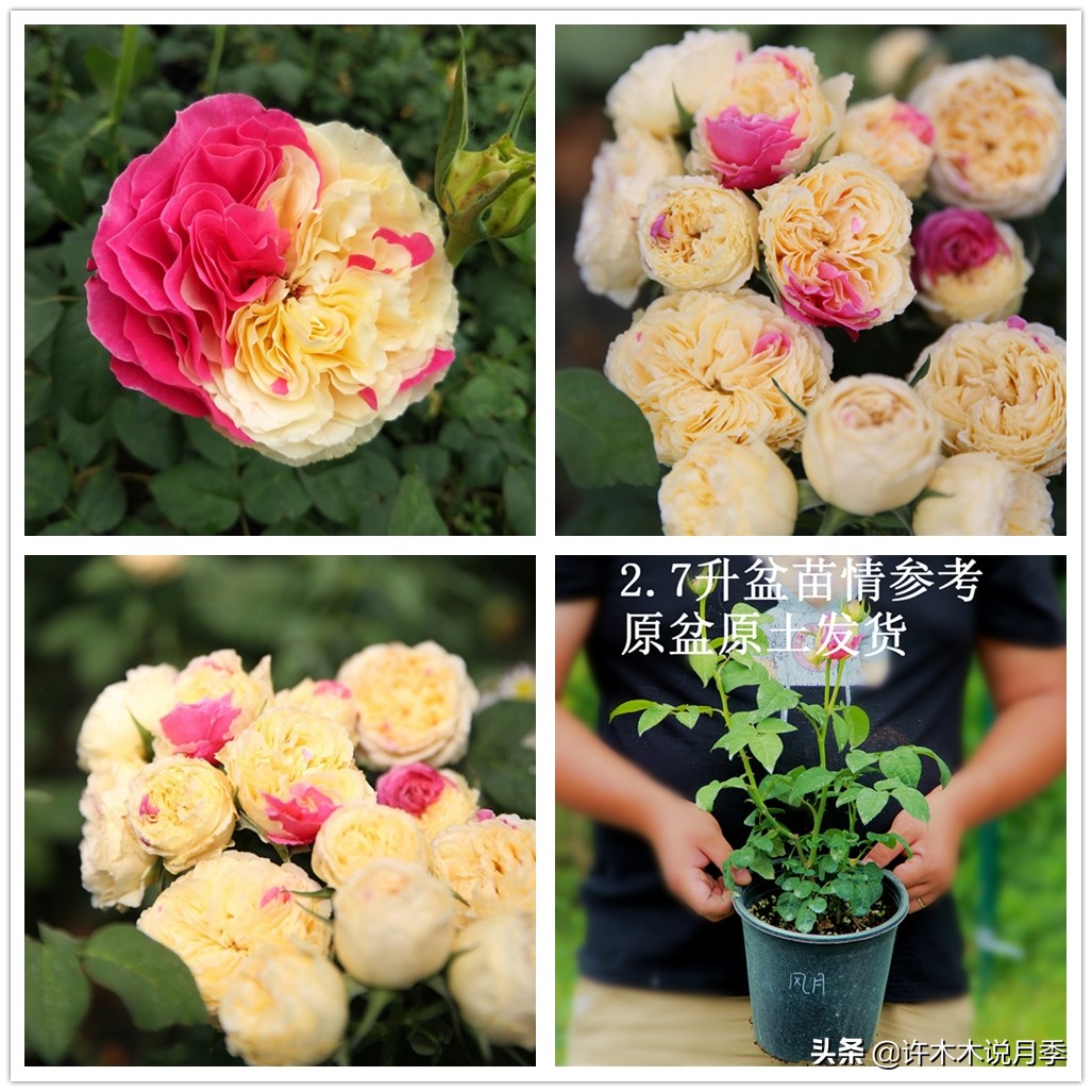 月季嫁接苗好还是扦插苗好,爬藤月季扦插苗好还是嫁接苗好