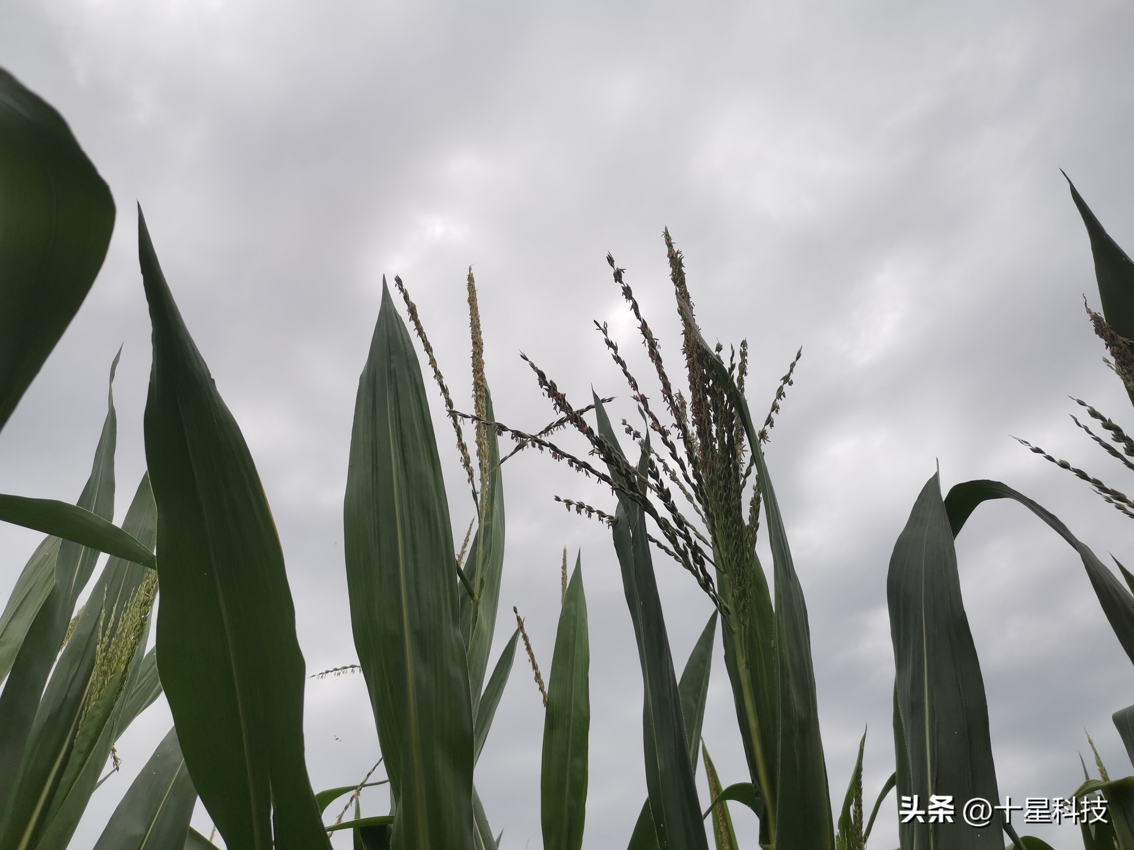 安保丰®京科627:黄淮海的夏玉米,可以随意对比