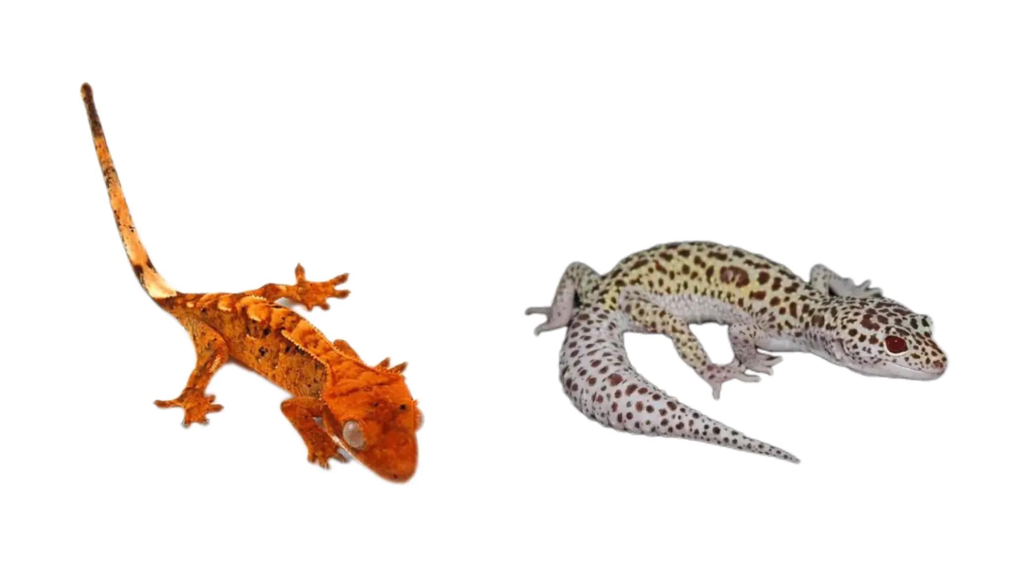 睫角守宫为啥突然很暴躁,睫角守宫为啥会成为宠物