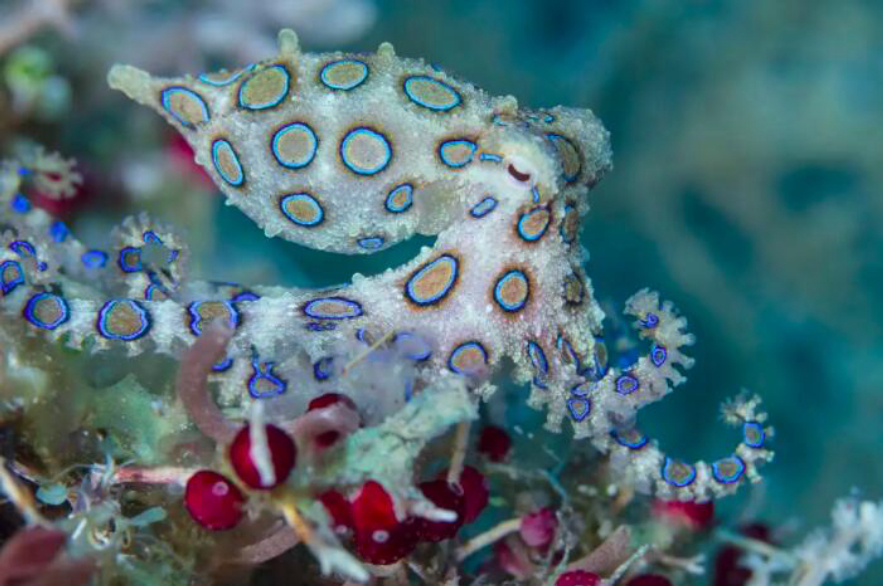 章鱼为何没有发展出文明,为什么章鱼有大脑却不能统治世界