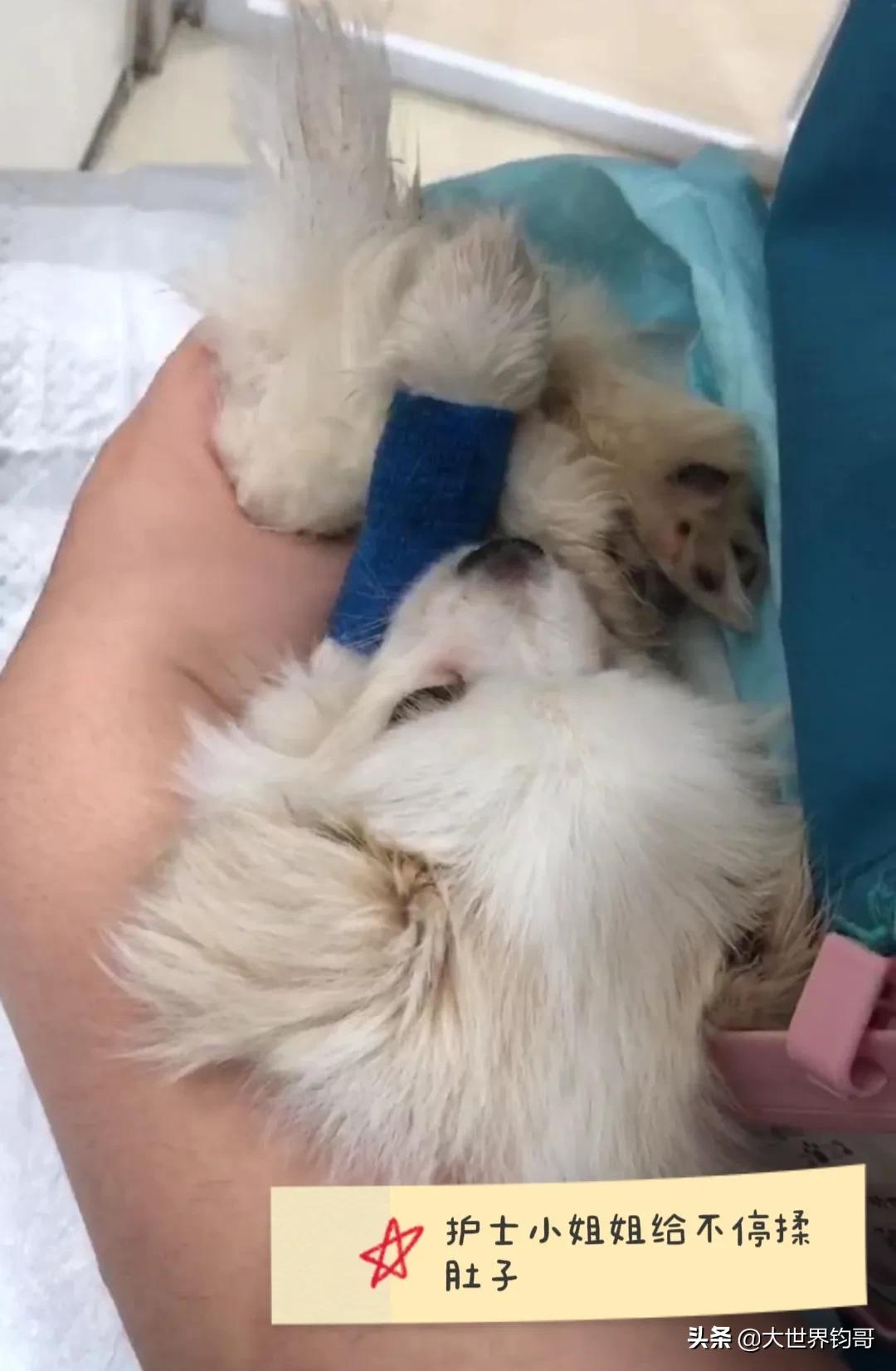 法斗幼犬得了细小治疗成功率多少,我家狗狗得了细小突然咬我一下