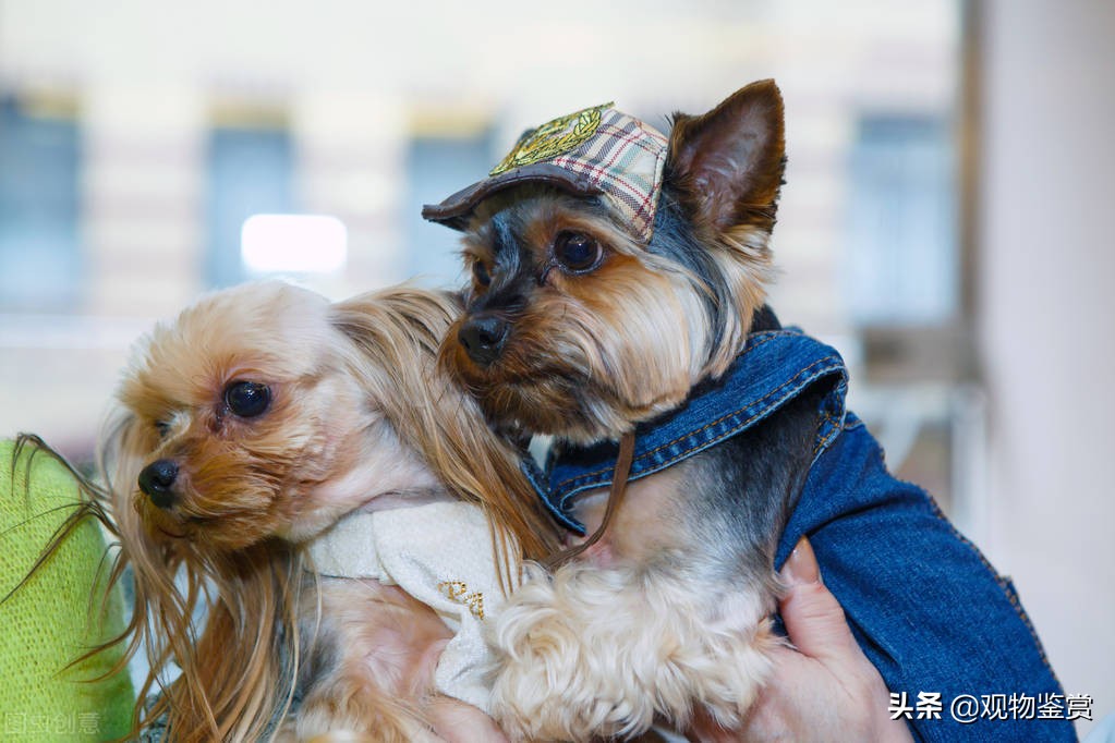 冬天衣服上的狗毛怎么处理,狗毛粘到油垢怎么去除
