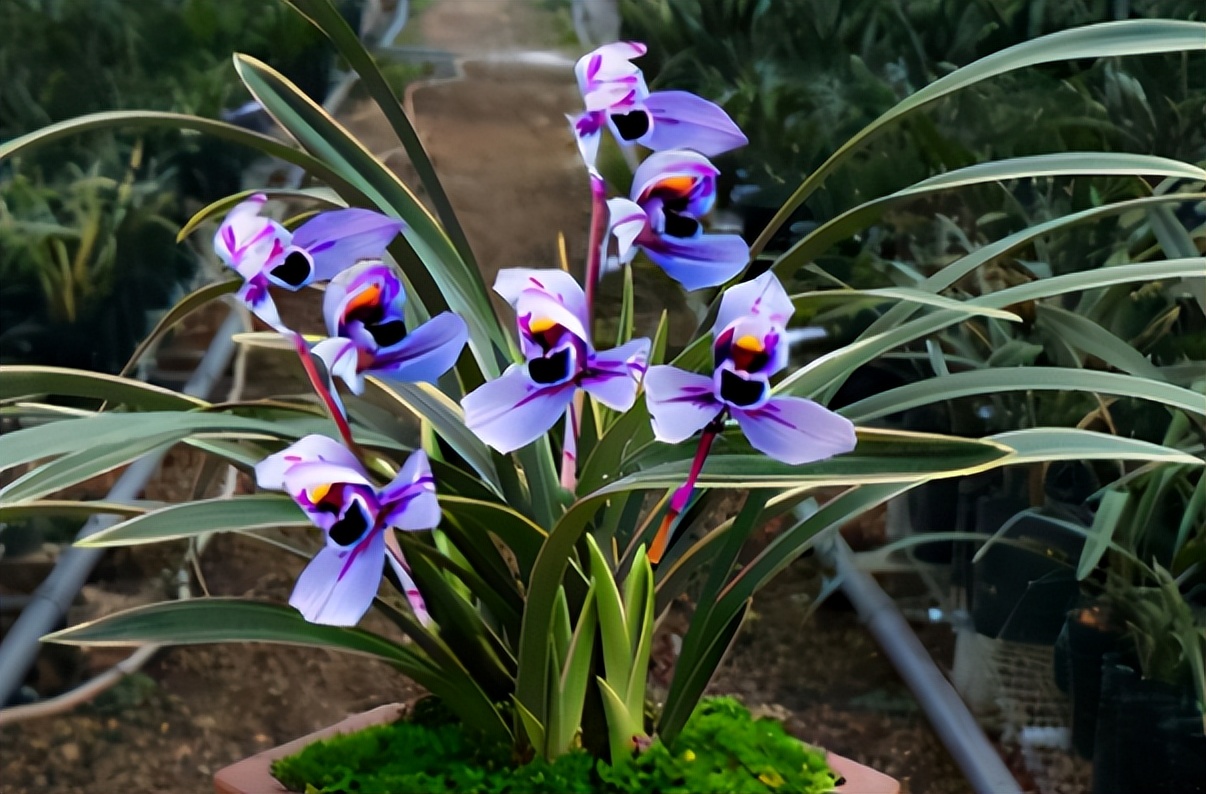 紫色的兰花四季兰,四季开花的紫月兰