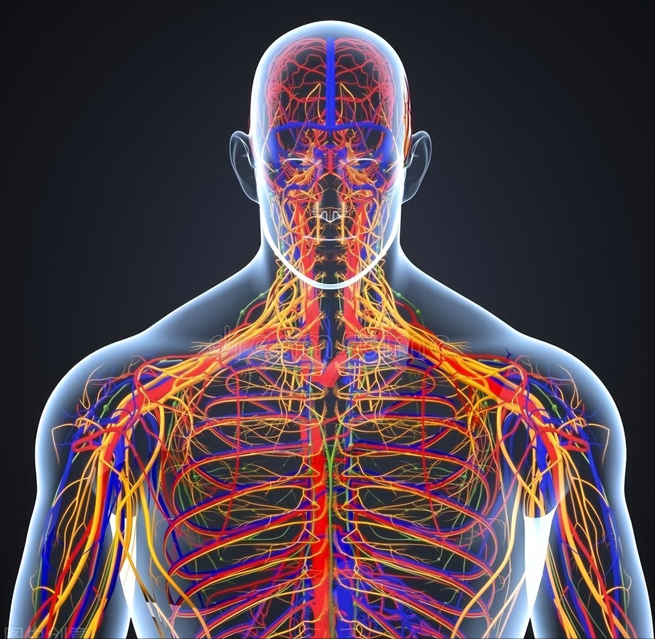 3药降糖扩血管，抗炎抗氧化，修复神经促进传导，改善四肢麻凉疼