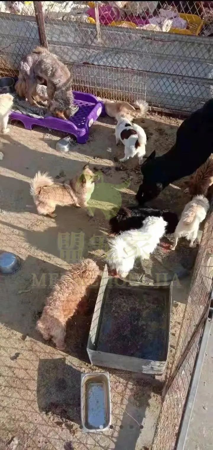 德牧骨癌,流浪德牧被打裂鼻骨跑进医院求助