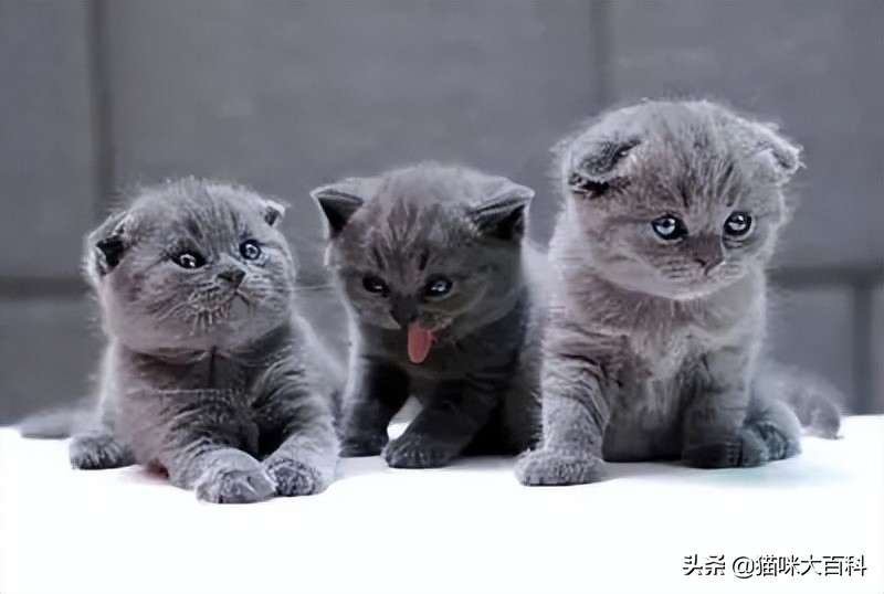 猫咪新手推荐品种有哪些,猫咪有哪些品种推荐养