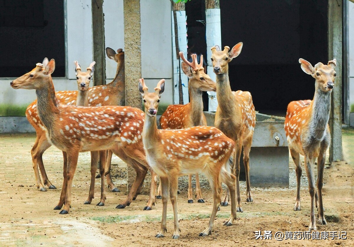 鹿茸怎样吃补肾最好,补肾吃鹿茸是否好