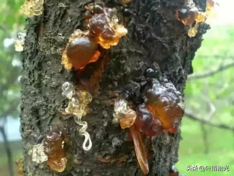 桃流胶病与穿孔病的区别,桃流胶病