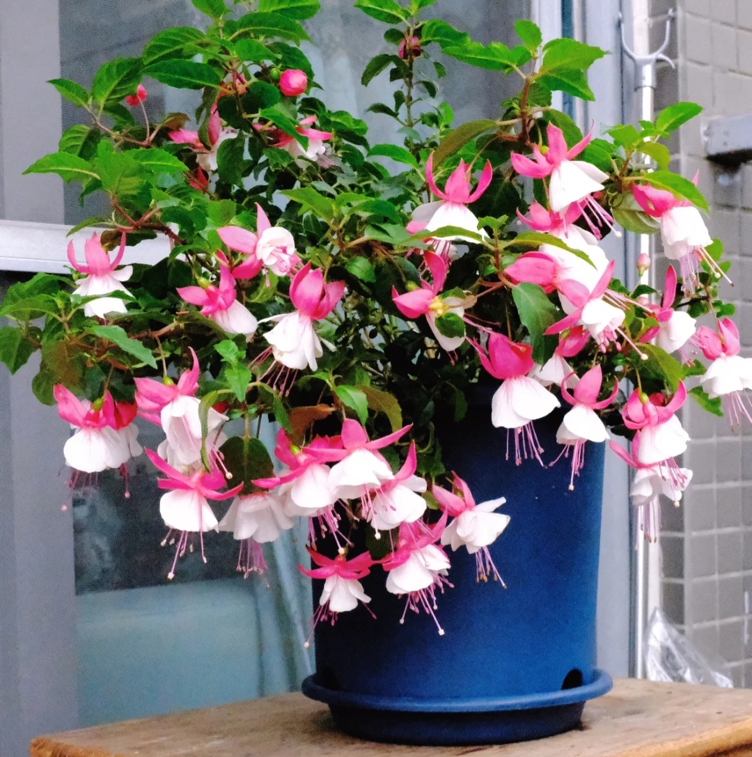 家庭客厅养什么花好看又旺财,客厅最吉祥的三种花