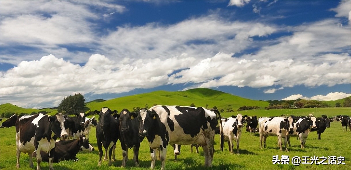 孤悬海外的新西兰,闷声发大财的最好代表