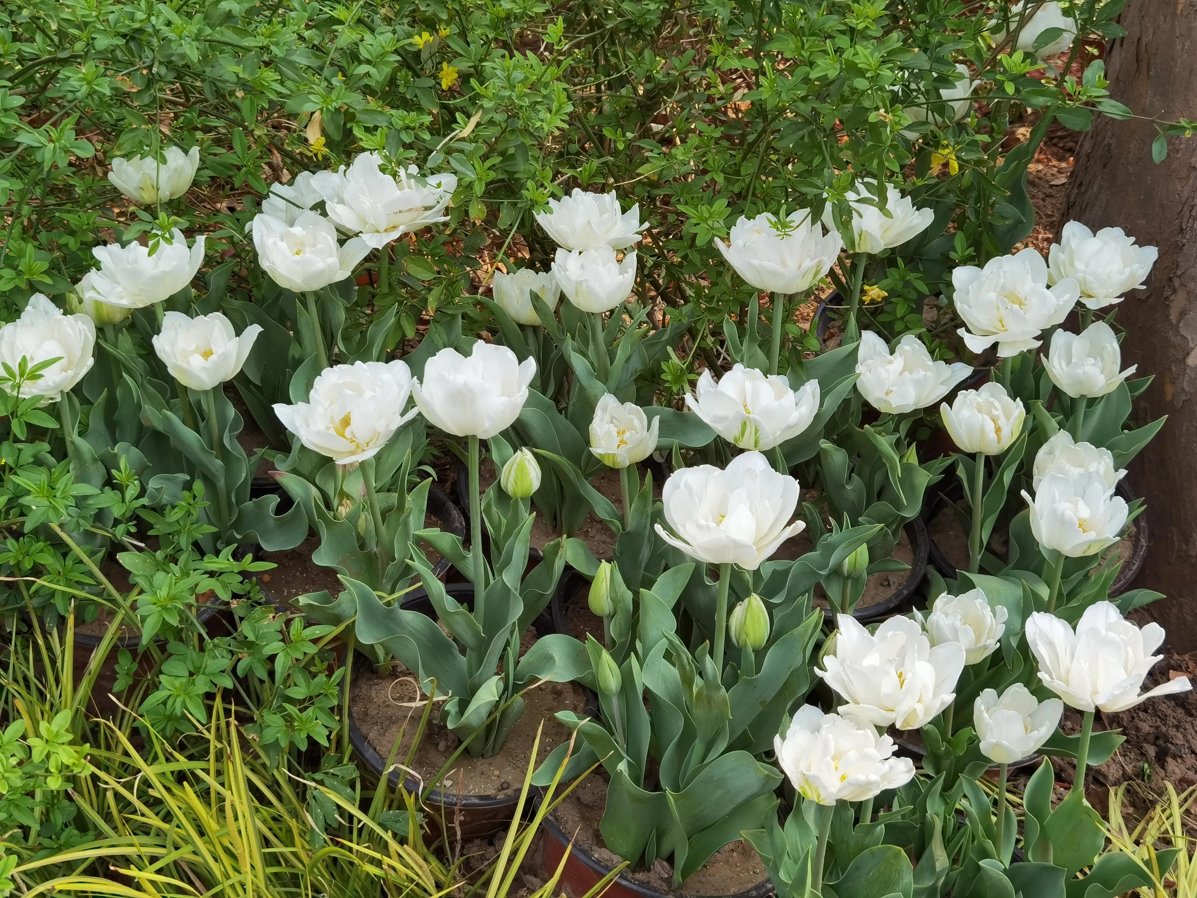 郁金香花语送长辈,郁金香花语永恒的爱与祝福