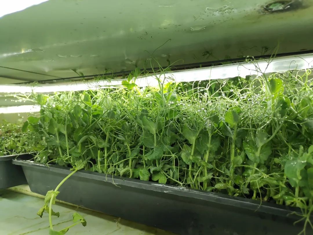 世界杯梅西c罗lv,世界杯梅西c罗