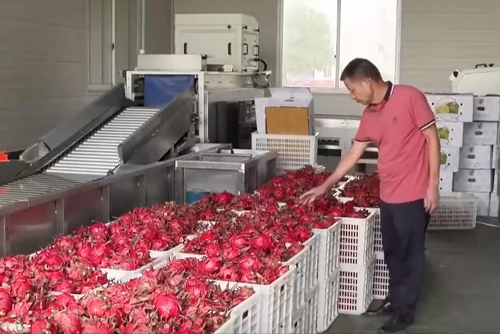 小伙子种火龙果四年身价过亿,种植火龙果一年挣1千万