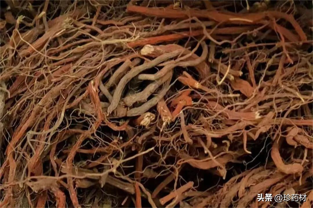 中草药苍术市场行情,中药材苍术行情直播