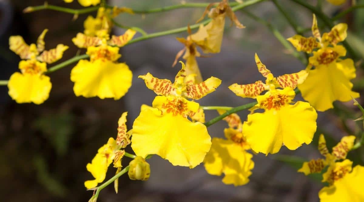 花色艳丽的兰花有哪些品种,最有观赏性的兰花品种
