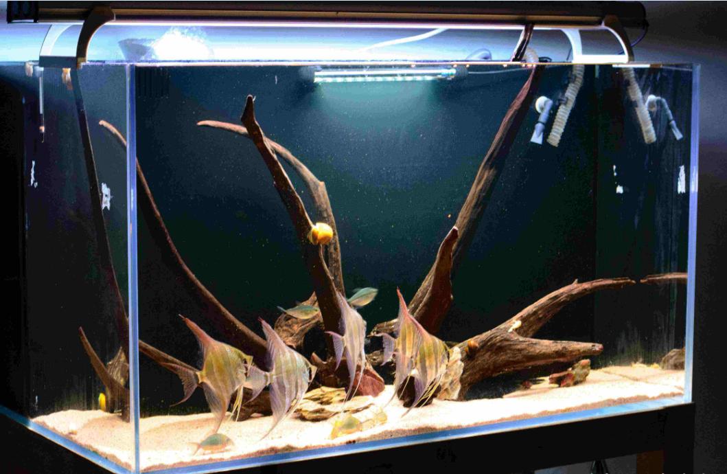 介绍鱼缸过滤系统的视频,一个鱼缸可以装两个过滤系统吗