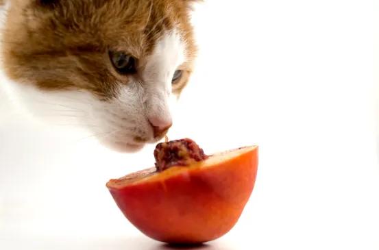 猫咪牙齿怎么护理,保护猫咪牙齿最好的办法