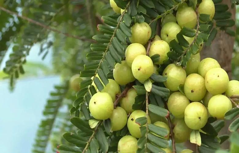 酸甜味的鲜滇橄榄,油橄榄鲜食橄榄