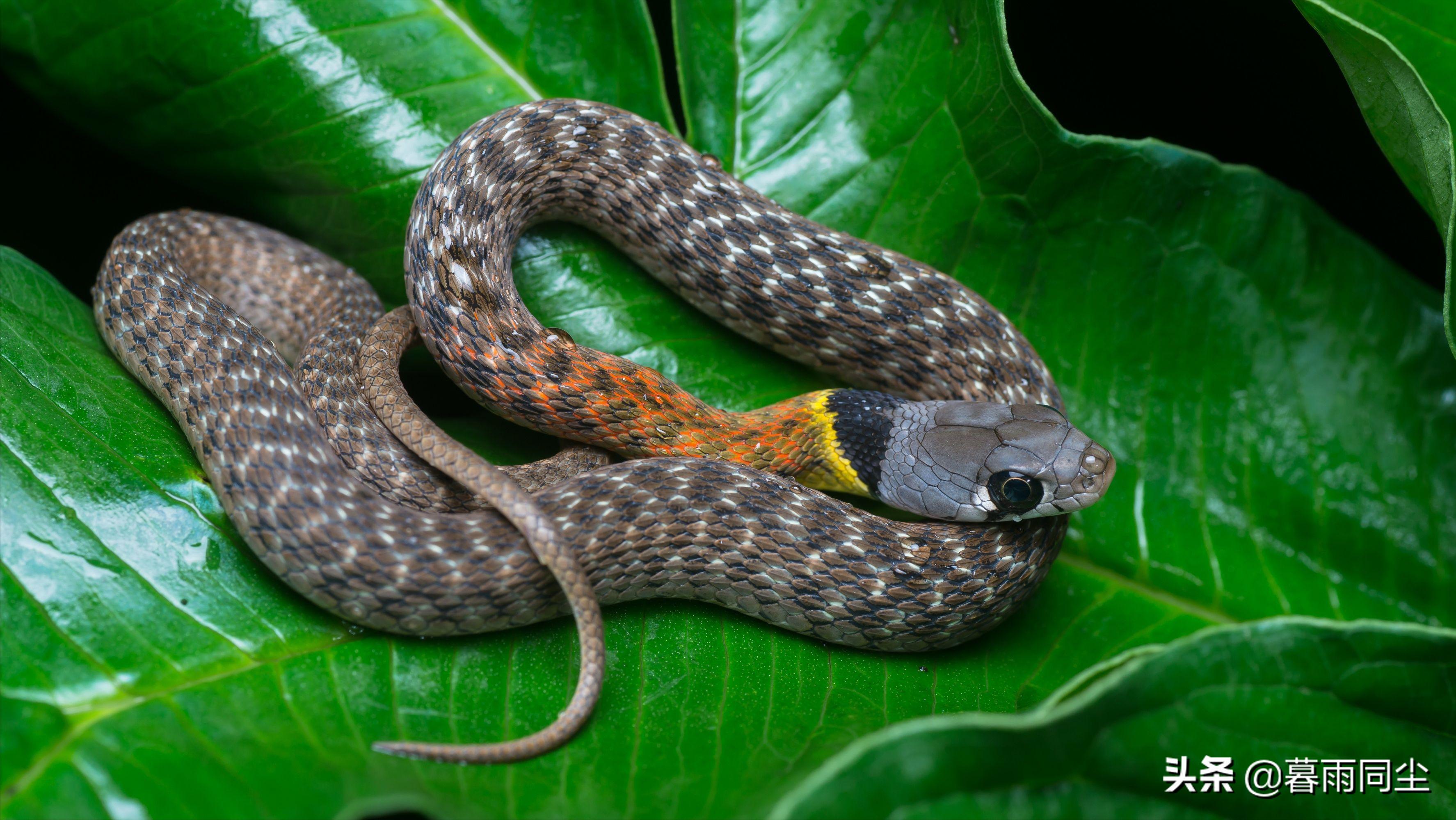 野外旅游怎么防蛇咬伤别人,野外防被蛇咬带什么药可保命