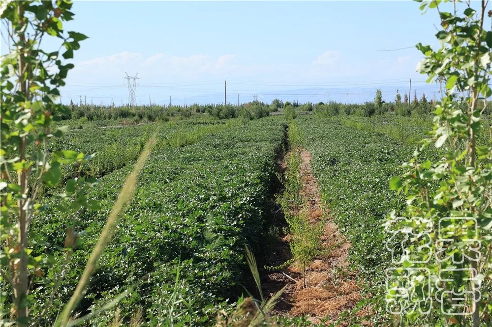 高潮过后，*疆新**西梅路向何方？