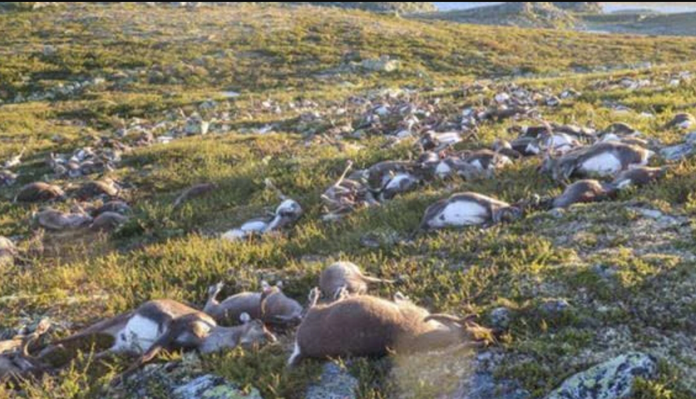 北极圈出现了38度罕见高温,北极圈温度升高到38度