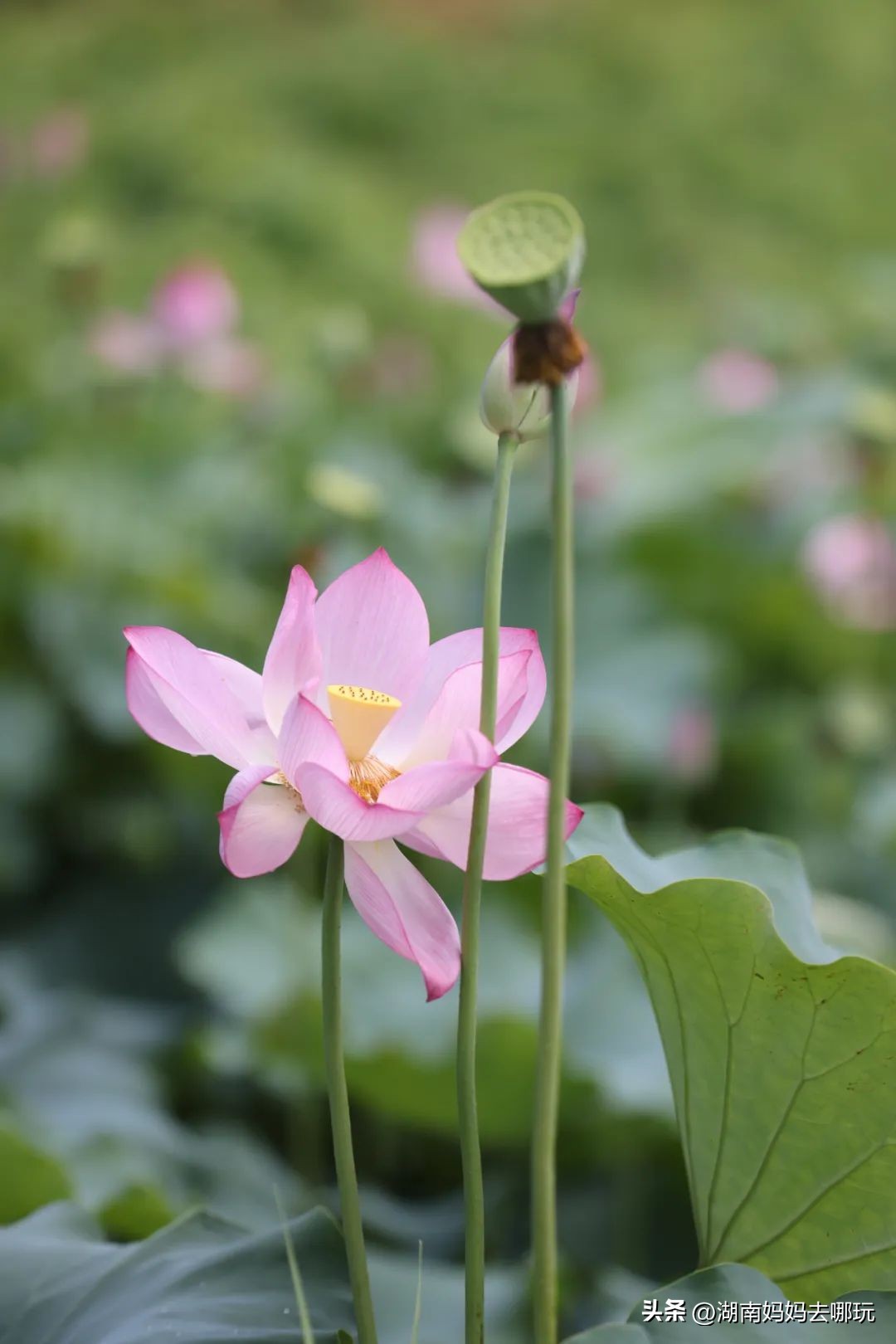 出发!长沙家门口的“非洲遛娃乐园”,小朋友最喜欢的长沙乐园!