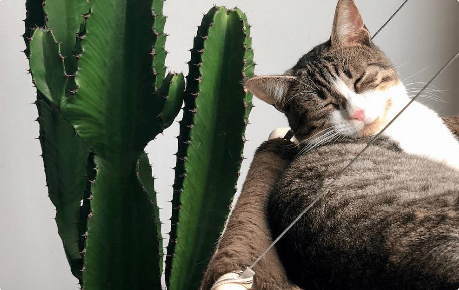 小李子猫罐头,小李子薄荷猫罐头