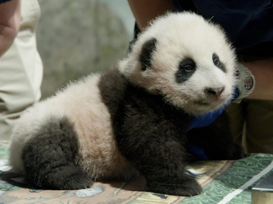 熊猫福菀被泼水,梅兰被大妈扔玉米芯!中国圈养熊猫真的正确么?