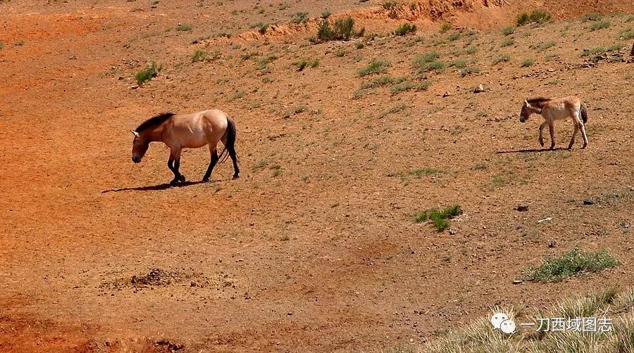 有趣的兵团名称,有趣的地理国界