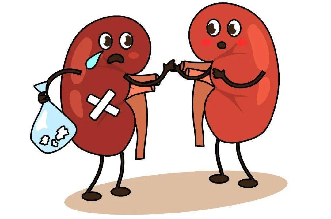 肾虚怎么办养肾抗衰从日常做起,养肾补肾的食疗方法