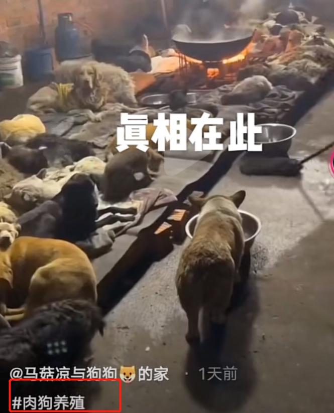 百万网红虐狗事件是真的吗,虐狗事件网红账号被封号