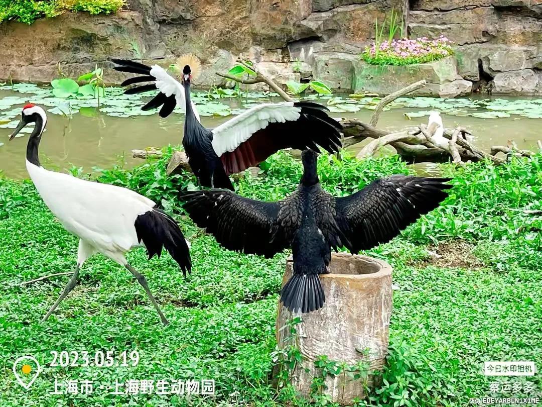 中国最大的野生动物园是哪个城市,中国最大野生动物园