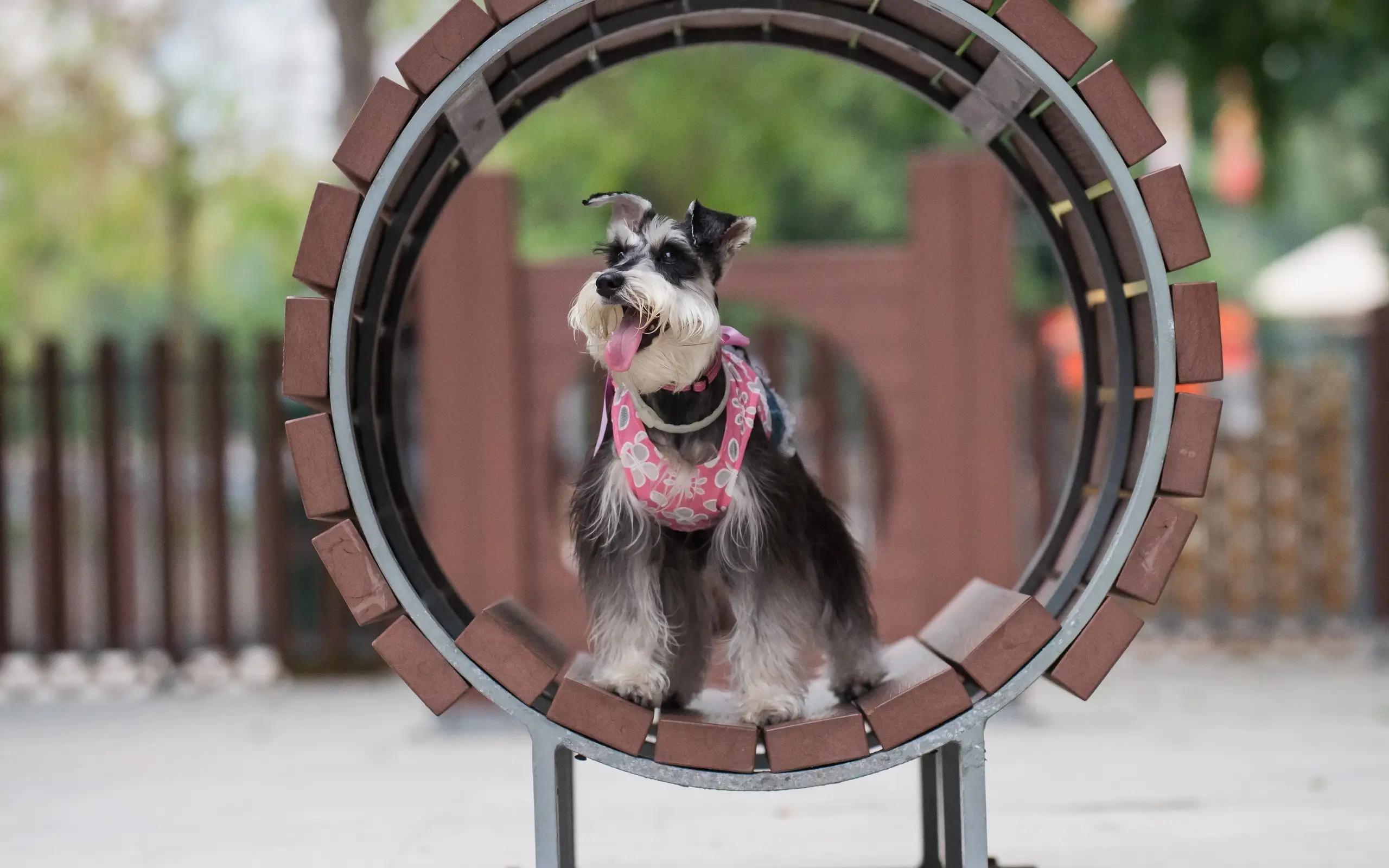 雪纳瑞的优点护主,雪纳瑞的5大优点