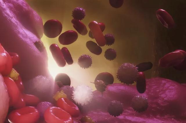 动物们的呼吸器官,动物的器官系统