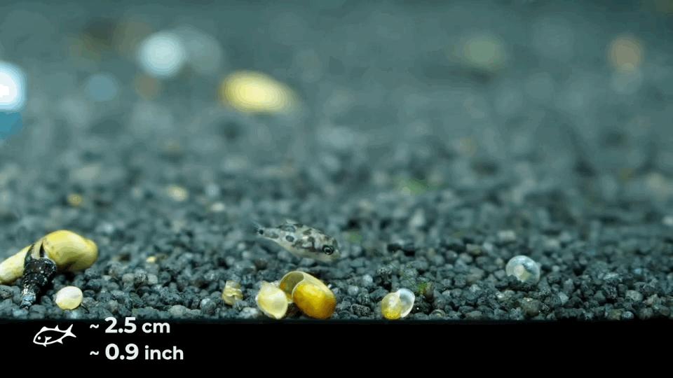 热带观赏鱼长视频,各种热带观赏鱼介绍