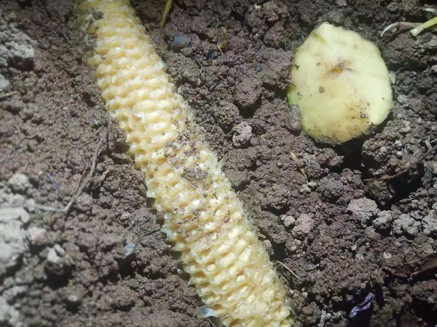 种土豆往窝里撒玉米面好吗,种土豆上面全部用锯末盖好吗