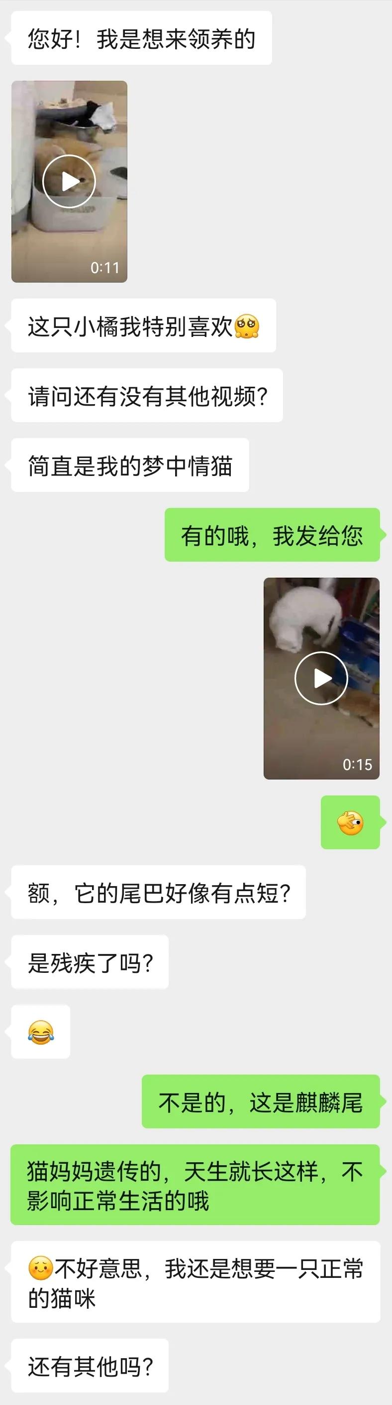 哪种猫招财好养活,哪种猫最招财又好养