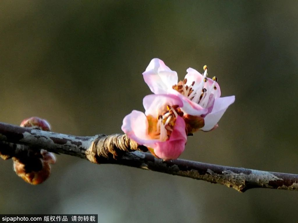 北京春花烂漫图,北京赏花梅花