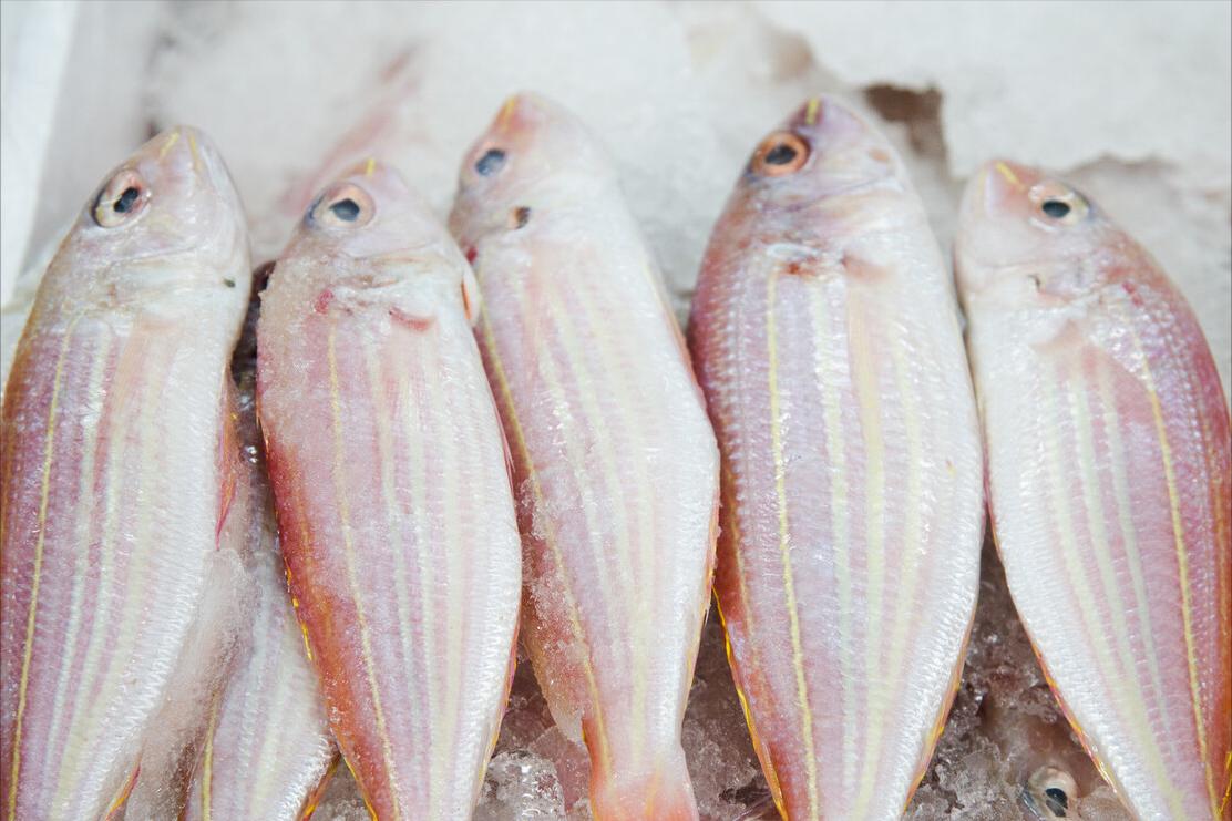 如何区别认识市面上常见的几种鱼,各种鱼怎么分类