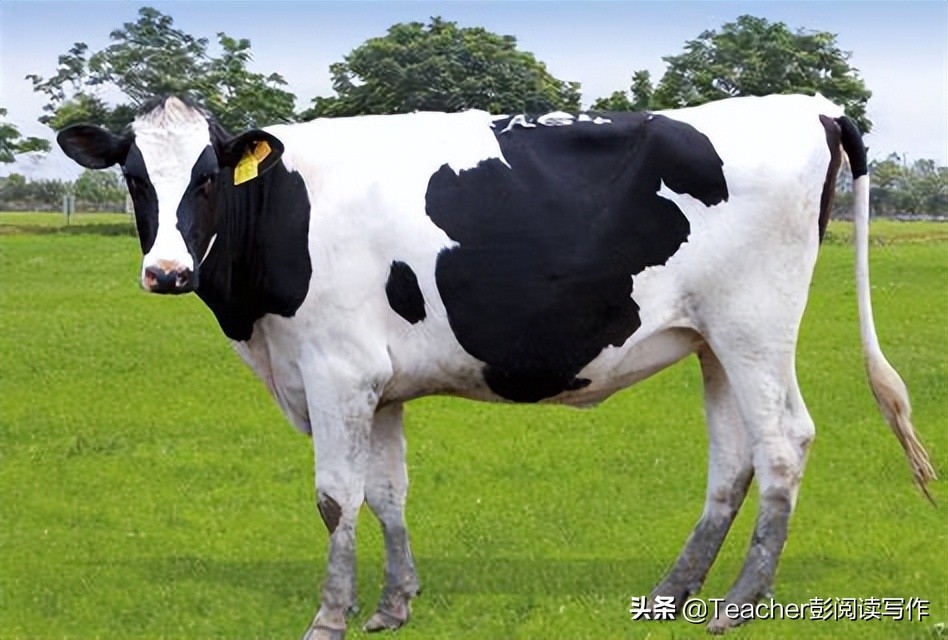 四年级下册第4单元动物朋友范文,四年级第四单元作文我的动物朋友