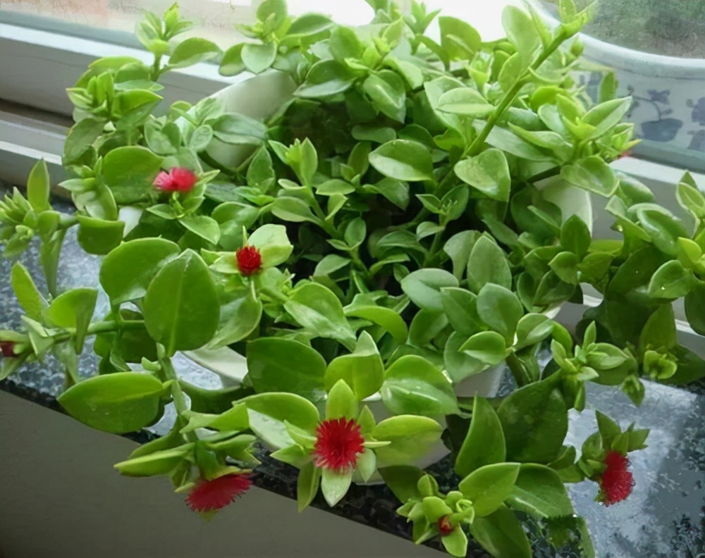 十种花不宜在室内养,这4种花最好别养在室内