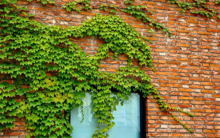 爬山虎的种植方法及注意事项简单,爬山虎种植技术和注意事项